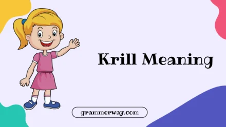 Krill Meaning: What Krill Really Are, and Why They’re So Important