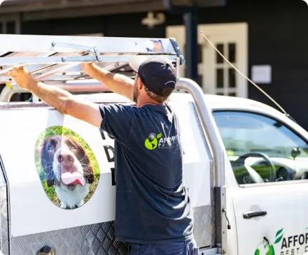 Effective Pest Control Solutions in Nowra: Protect Your Home Today