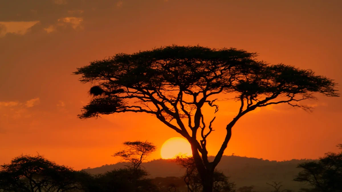 How Many Days Do You Need for a Tanzania Safari? (Honest Breakdown)