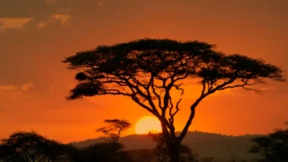 How Many Days Do You Need for a Tanzania Safari? (Honest Breakdown)