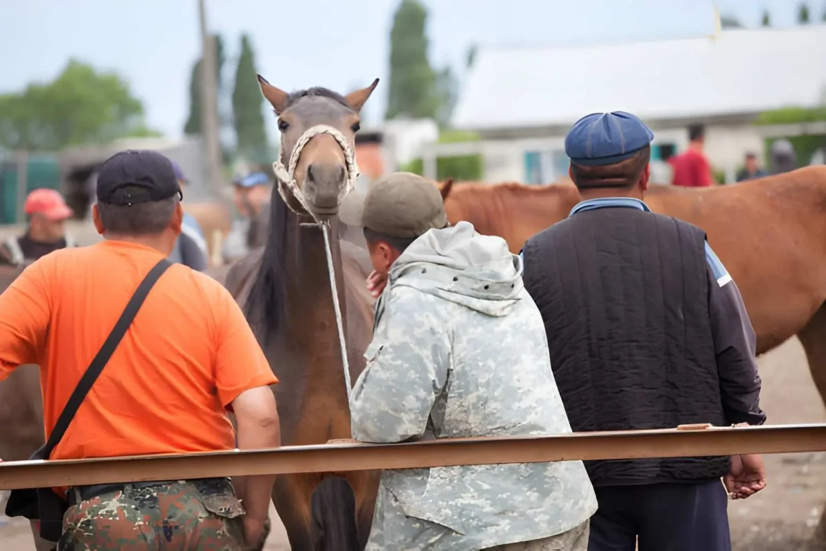 The Ultimate Guide to Successful Horse Sales at Bloodstock Auction