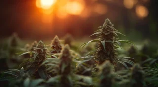  Top Effects Of The Jolly Rancher Strain You Won’t Want To Miss
