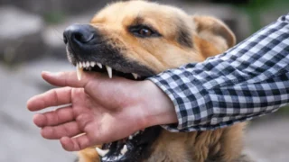 Denver Dog Bite Injuries: Legal Rights, Treatment, Insurance, and Protecting Children