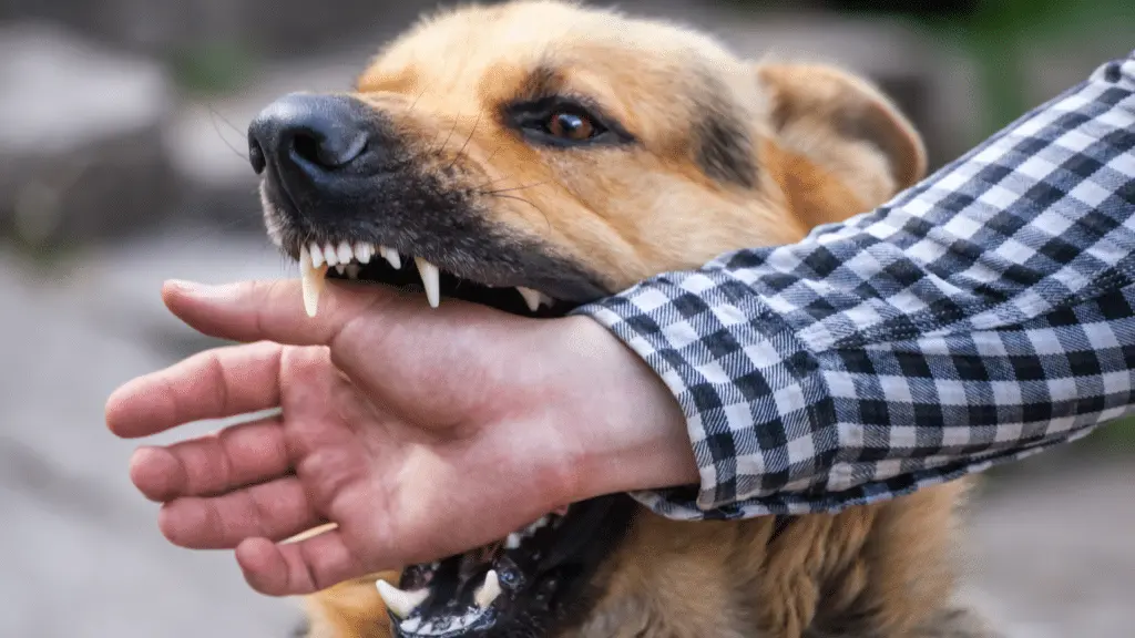 Denver Dog Bite Injuries: Legal Rights, Treatment, Insurance, and Protecting Children