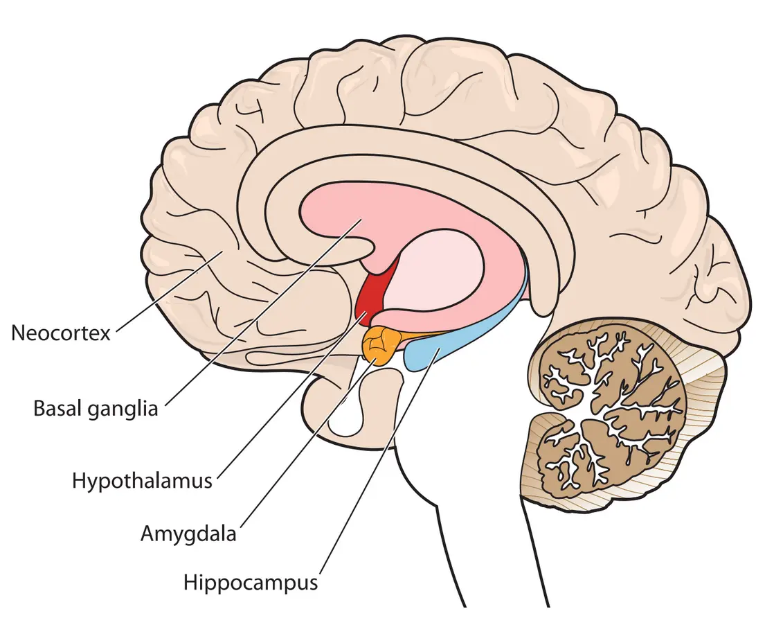 How Trauma Affects the Brain and Body Over Time