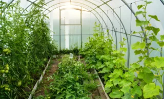 How Greenhouses Can Make Year-Round Growing Easier
