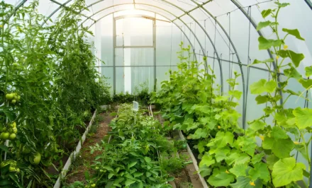 How Greenhouses Can Make Year-Round Growing Easier
