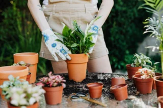 Enhance Your Garden with Timeless Terracotta Pots from Wentworth Falls