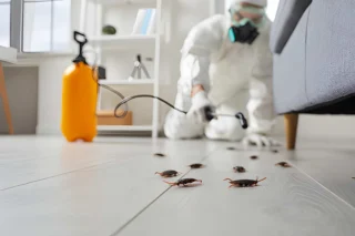 Effective Pest Control in Bowral: Keeping Your Home Safe with Southern Highlands Pest Control