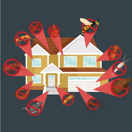 Common Pest Problems Homeowners Should Never Ignore